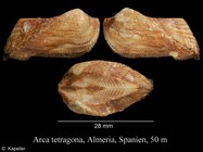 Arca tetragona