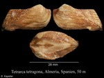 Tetrarca tetragona