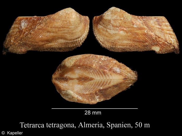 Tetrarca tetragona