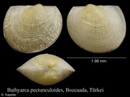 Bathyarca pectunculoides