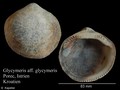 Bivalvia