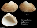 Striarca lactea, author: Kapeller, Rudolf