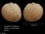 Aspalima friedbergi