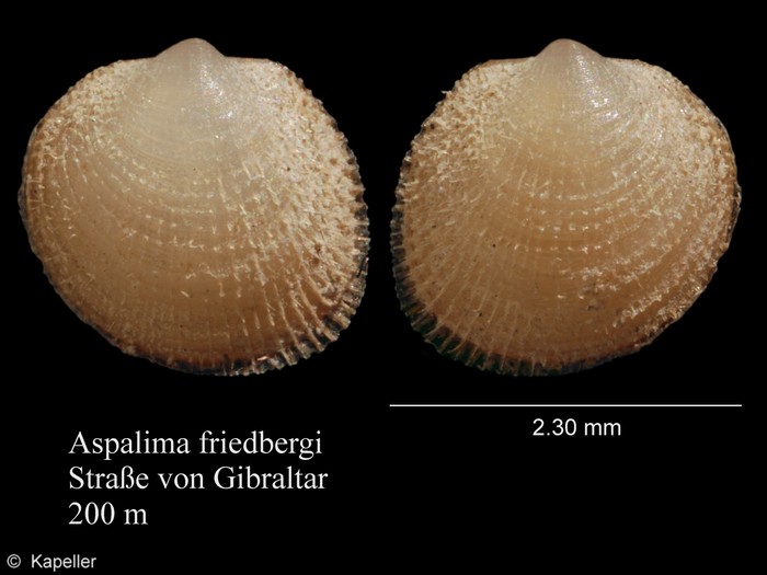 Aspalima friedbergi