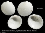 Paracratis minuta