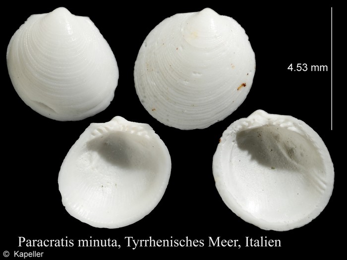 Paracratis minuta