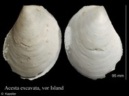 Acesta excavata