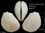 Limaria tuberculata