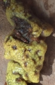 Symplegma brakenhielmi, (2022, Fig.2), author: El Bouchikhi, Khadija