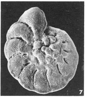 Rotalia papillosa d'Orbigny, 1850 Rotalia papillosa d'Orbigny, 1850