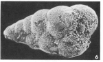 Guembelitria triseriata (Terquem, 1882)