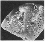 Eponides polygonus Le Calvez, 1949