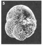Baggina parisiensis (d'Orbigny, 1850)