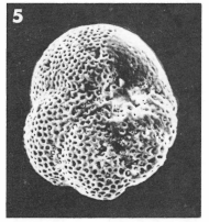 Baggina parisiensis (d'Orbigny, 1850) Baggina parisiensis (d'Orbigny, 1850)
