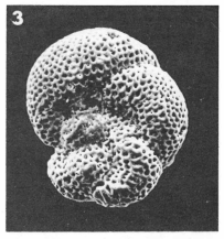 Baggina parisiensis (d'Orbigny, 1850) Baggina parisiensis (d'Orbigny, 1850)