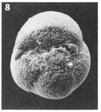Baggina papillostoma Le Calvez, 1949 Baggina papillostoma Le Calvez, 1949