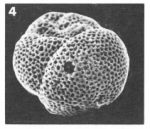 Baggina papillostoma Le Calvez, 1949