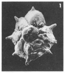 Pararotalia armata (d'Orbigny in Parker, Jones & Brady, 1865)