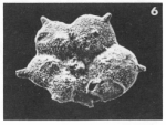 Pararotalia spinigera Loeblich & Tappan, 1957 (ex. Le Calvez, 1949)