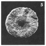 Linderina brugesi Schlumberger, 1893