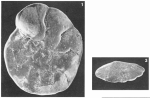 Discorbis complanata (d'Orbigny, 1850)
