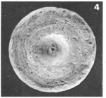 Orbitolites complanatus Lamarck, 1801