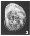 Hanzawaia producta (Terquem, 1882), author: Le Coze, Franis
