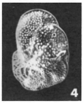 Anomalina auris Le Calvez, 1949