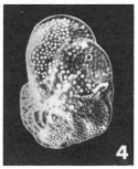 Anomalina auris Le Calvez, 1949 Anomalina auris Le Calvez, 1949