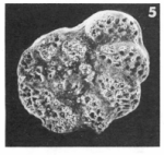 Boldia claustrata (Terquem, 1882)