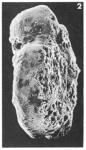 Boldia claustrata (Terquem, 1882)