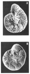 Lamellodiscorbis margaritifera (Le Calvez, 1949)