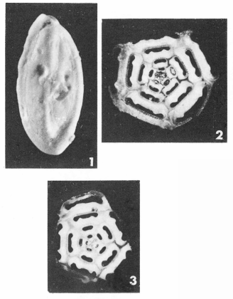Pentellina pseudosaxorum Schlumberger, 1905 Pentellina pseudosaxorum Schlumberger, 1905