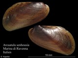 Arcuatula senhousia, author: Kapeller, Rudolf