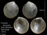 Crenella decussata