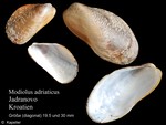 Modiolus adriaticus