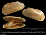 Nypamodiolus simpsoni