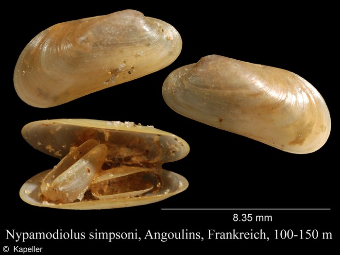 Nypamodiolus simpsoni