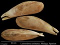 Mollusca (molluscs)