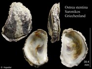 Ostrea stentina