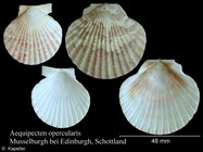 Aequipecten opercularis