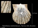 Talochlamys multistriata, author: Kapeller, Rudolf