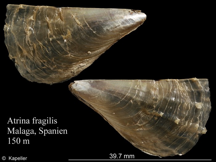 Atrina fragilis