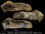 Malleus regula