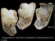 Isognomon australica