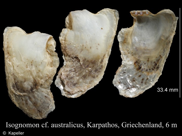 Isognomon australicus