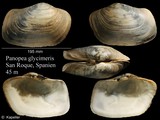 Panopea glycimeris, author: Kapeller, Rudolf