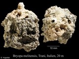 Bryopa melitensis, author: Kapeller, Rudolf