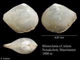 Rhinoclama nitens, author: Kapeller, Rudolf