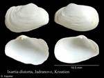 Ixartia distorta